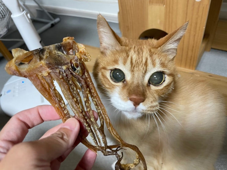  고양이에게 오징어나 한치 줘도 될까? (f. 생물, 마른오징어)