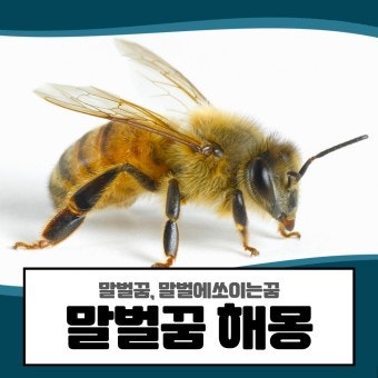 말벌 꿈 말벌 나오는 꿈 장수말벌 꿈 장수말벌꿈해몽