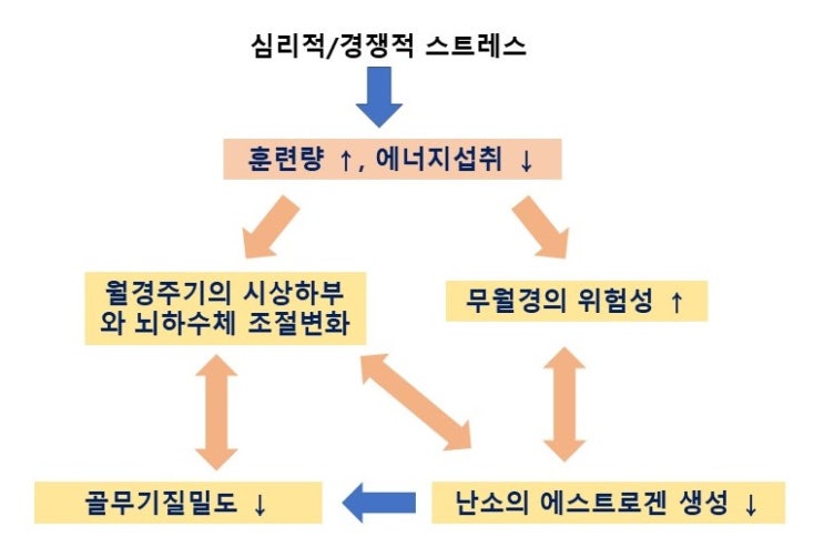  여성운동선수 3징후(Female Athlete Triad)란? 식이장애, 무월경(amenorrhea), 골다공증(osteoporosis)