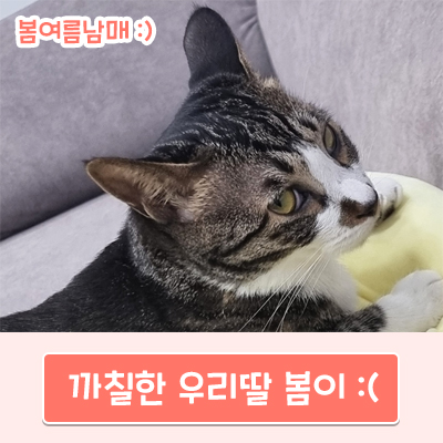  까칠한 우리딸 봄이 :(