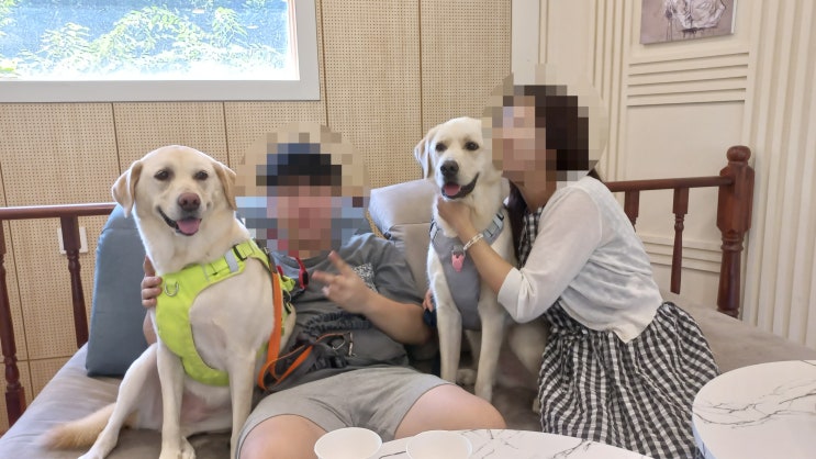  대형견동반 가능한 애견동반식당 애견동반카페 리스트 총정리