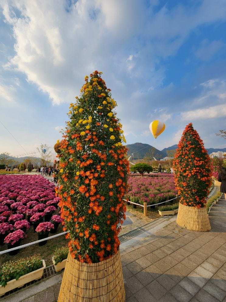  양산 황산공원, 국화 축제 (~11/13)