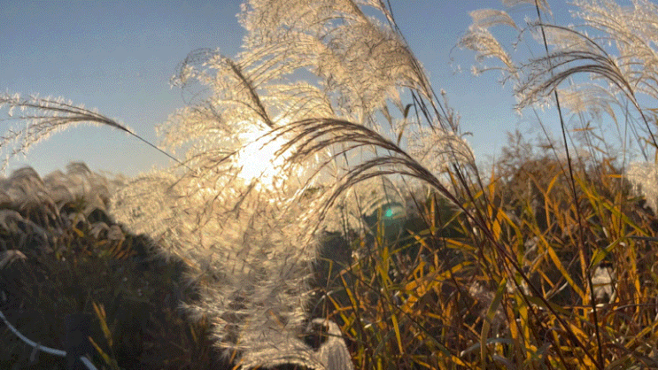  상암 하늘공원  억새축제 ⋆ 맹꽁이 차 ⋆ 비행기 사진