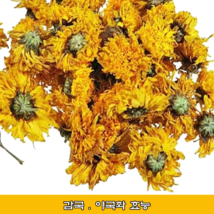  국화, 가을 국화, 감국 효능