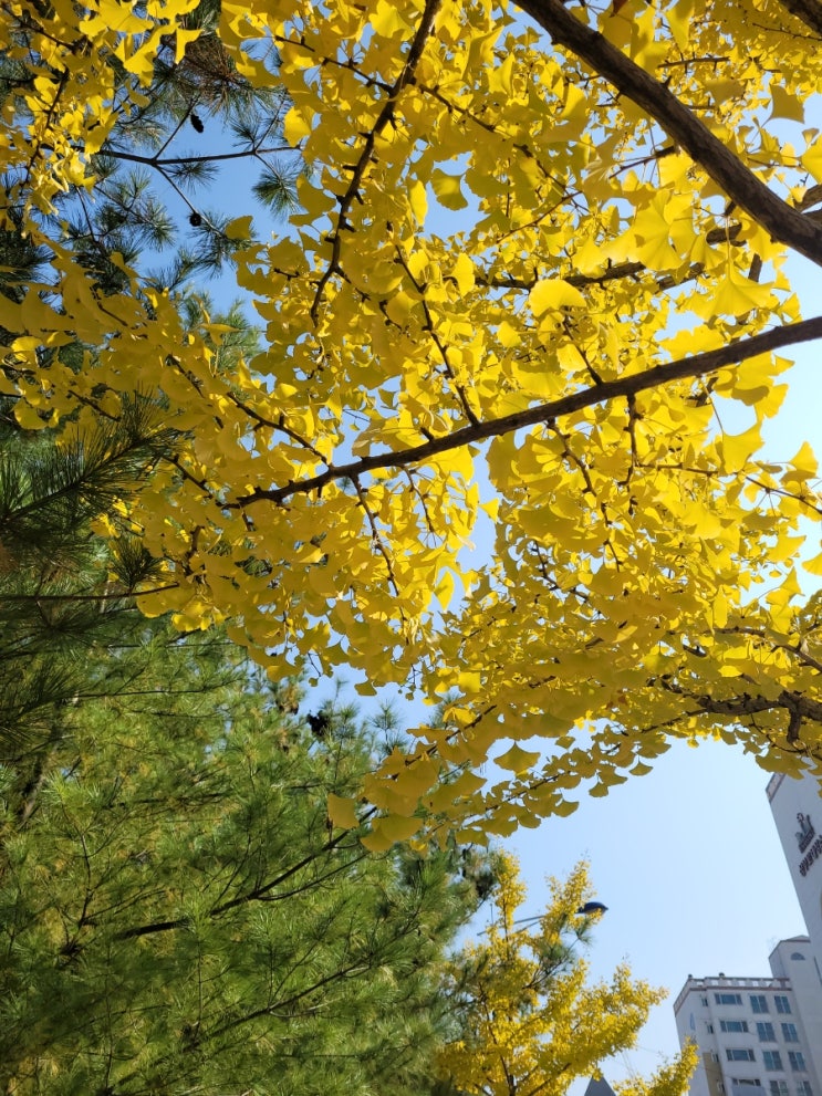  가을 길 걷기^^
