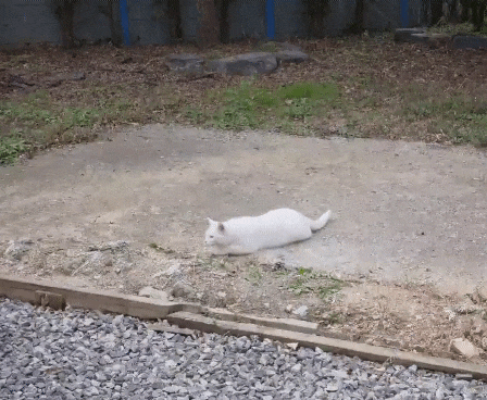  내돈내산 : 길고양이 겨울집과 길고양이 비닐하우스 : 길냥이옥수
