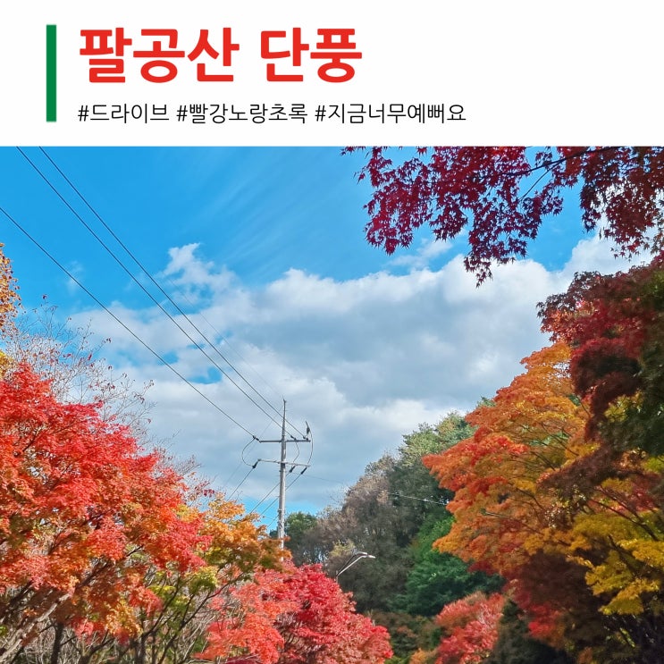  대구 팔공산 단풍 "지금 너무 예뻐요! 주말에 초절정일것 같아요 빨갛고 노랗고 엄청 찍었네요"