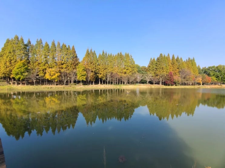  김제 가볼 만한 곳, 김제 시민문화 체육공원(김제 시민 문화공원)의 가을 풍경(10월 28일)