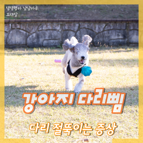  강아지다리삠, 절뚝거리는 증상이 나타나는 이유