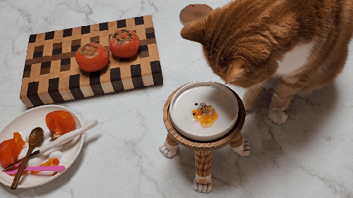  고양이 감 홍시 먹어도 되는 음식 과일이에요 급여 시 주의점 체크!