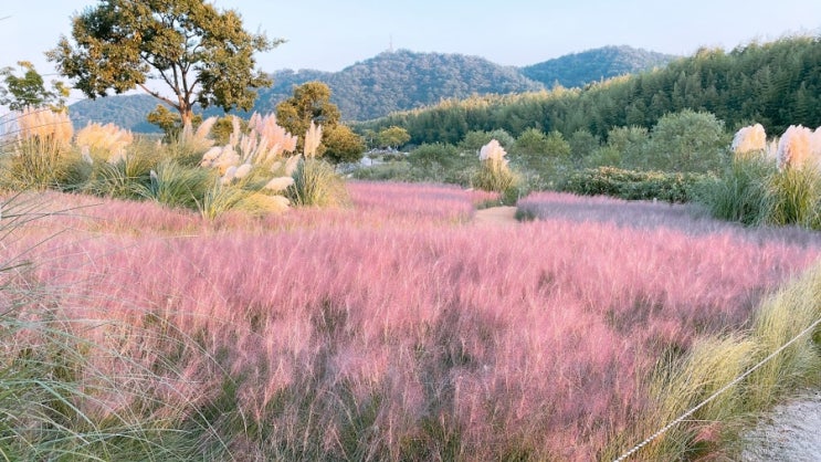 [울산] 울산여행 3박 4일 - 3탄 서울에 한강공원이 있다면 울산에는 핑크뮬리가 있는 ‘태화강 국가정원’/ 쏘카 첫 이용요금 및 후기