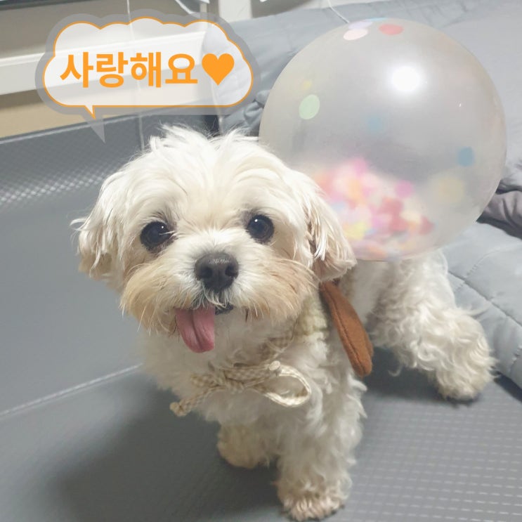  코코는 말티즈. 수컷 강아지예요 [Coco The Maltese]