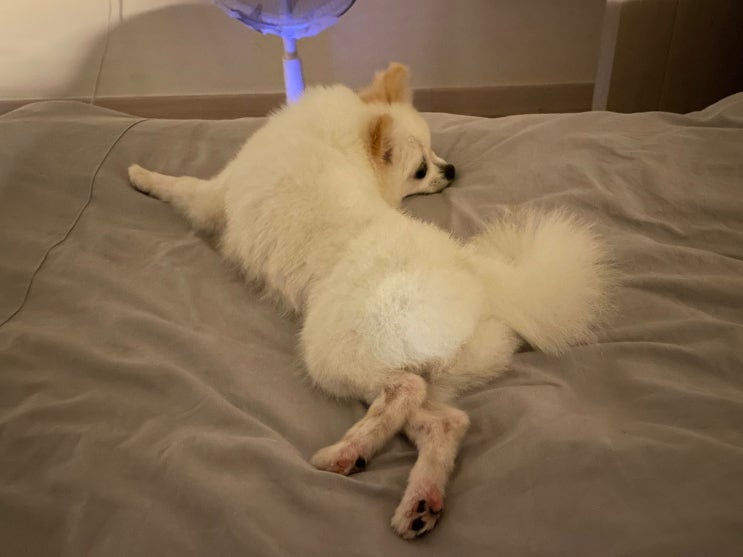  강아지는 과연 간지럼을 탈까? (w. 영상)