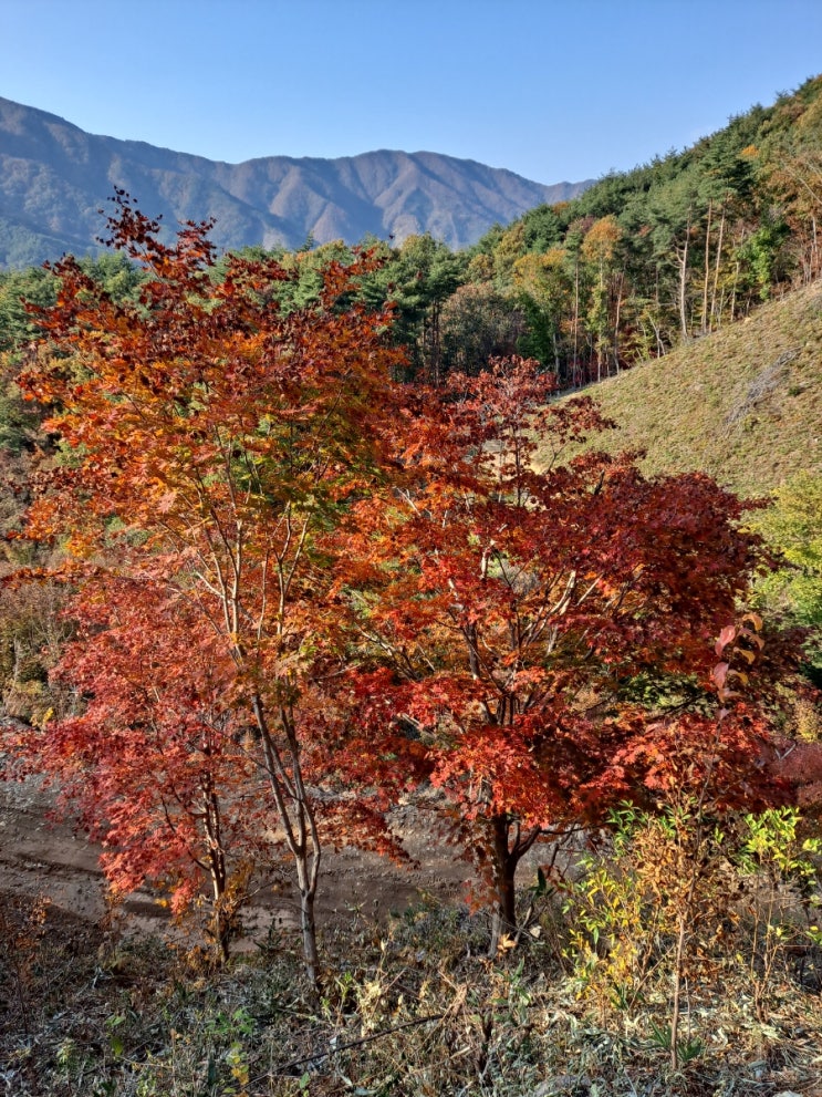  단풍