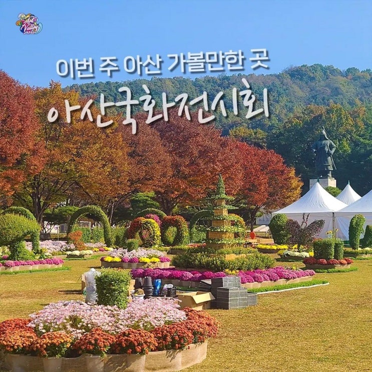 아산 가볼만한곳 아산국화전시회 | 아산시청페이스북