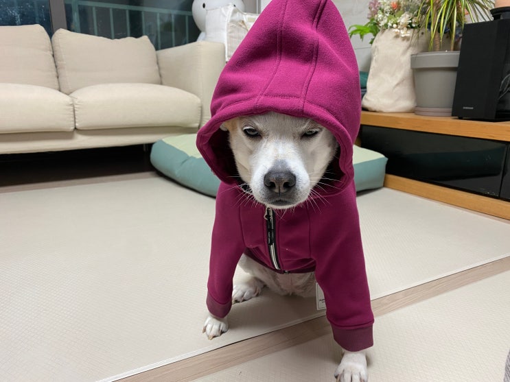  강아지 패딩과 올인원 소형, 중형견 옷 사기^^