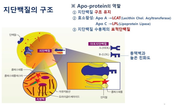  아포지질단백질(Apolipoprotein)의 기능과 지단백질(lipoprotein)과의 관계