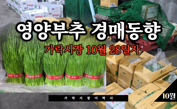  [경매사 일일보고] 10월 28일자 가락시장 "영양부추" 경매동향을 살펴보겠습니다!
