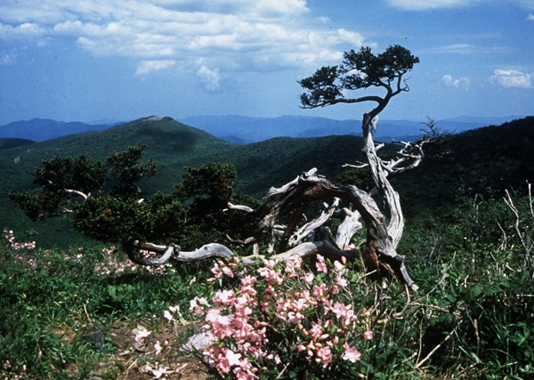 생활권수목 - 상록 교목 - 08. 주목 (Taxus cuspidata)