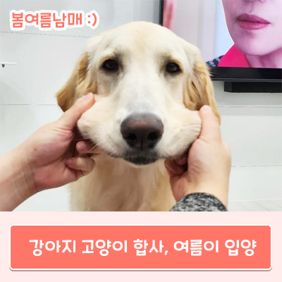  고양이 강아지 합사, 여름이 입양