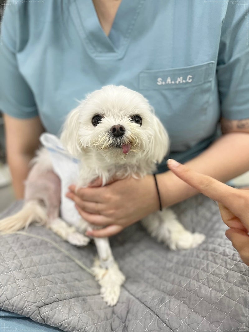 강아지 슬개골 탈구 3기, 4기... 기준이 어떻게 되나요? / 양산에스동물메디컬센터