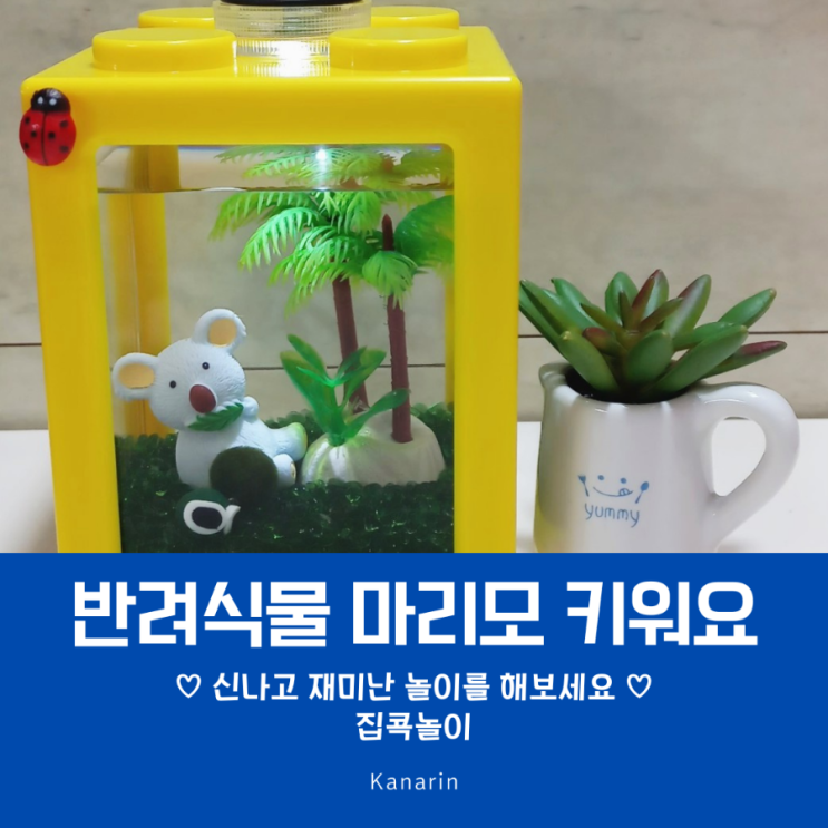  아이들 반려 식물 '마리모' 키우기 Diy