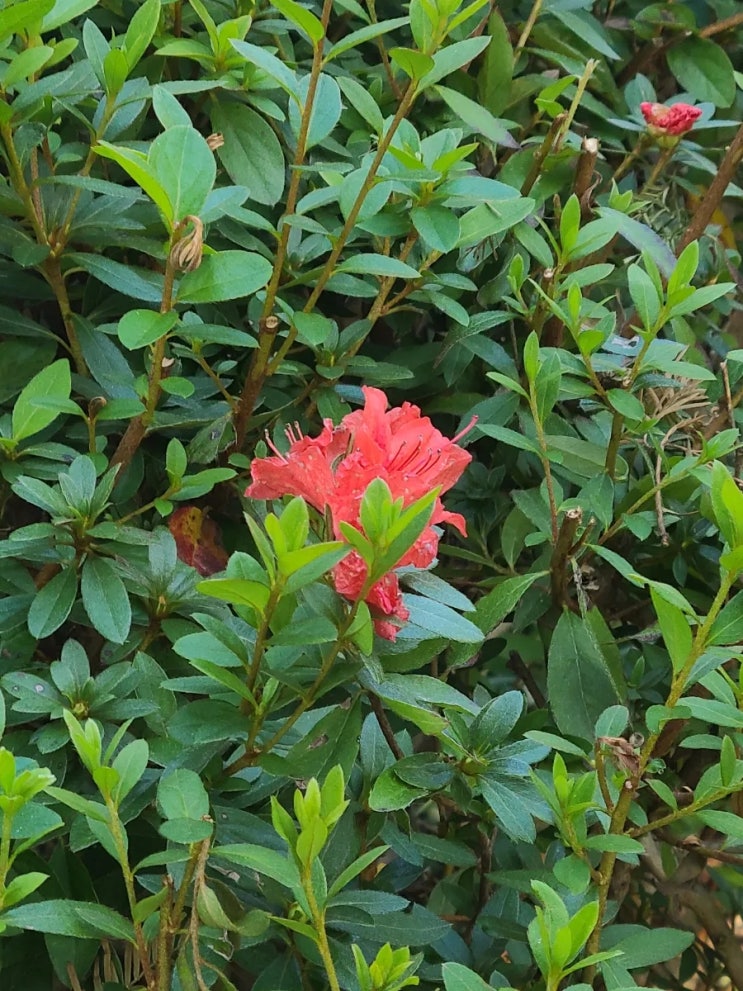 김제 시민문화 체육공원에서 만난 남천, 산철쭉, 영산홍