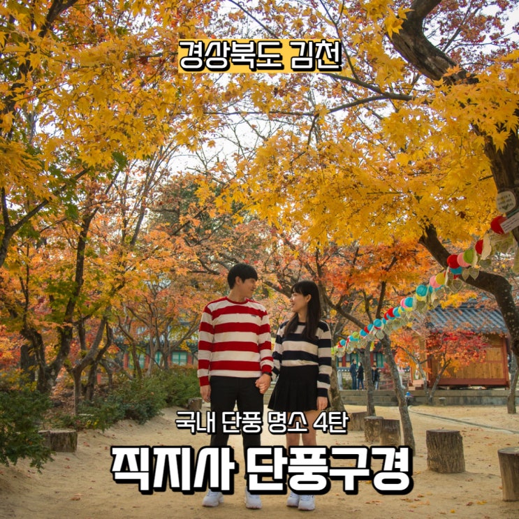  [경상북도] 김천 국내 단풍 명소 4탄, 김천 8경 직지사 단풍나무 보러 가자!