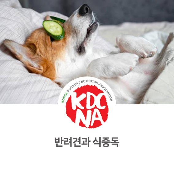  반려견 식중독 알아보기 [한국반려동물영양협회/댕밀헌/펫푸드자격증/애견수제간식/창업/청주/옥천/충주_1014]