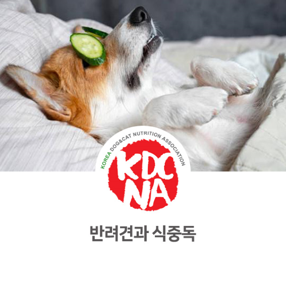 반려견 식중독 알아보기 [한국반려동물영양협회/댕밀헌/펫푸드자격증/애견수제간식/창업/청주/옥천/충주_1014]