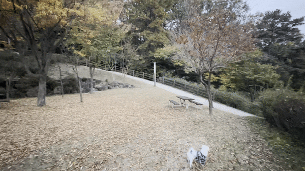 대전 단풍구경 하면서 강아지 산책 : 길치근린공원 / 가양공원