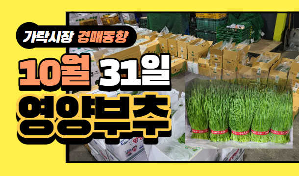 [경매사 일일보고] 10월 31일자 가락시장 "영양부추" 경매동향을 살펴보겠습니다!