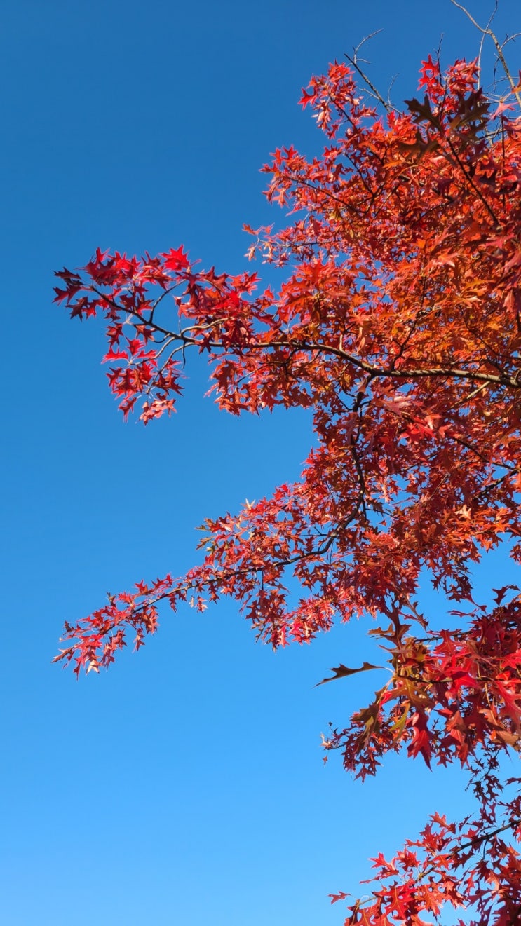  단풍단풍