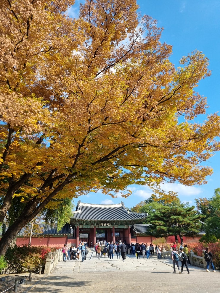  서울 단풍 명소 - 창덕궁, 창경궁 후기