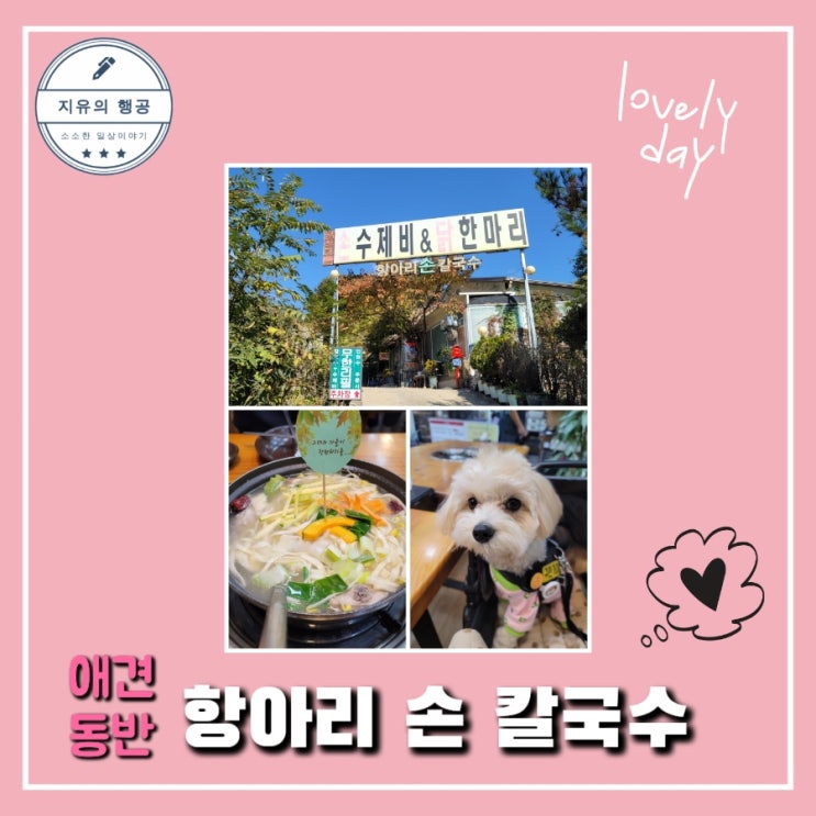  애견 동반 식당ㅣ항아리 손 칼국수ㅣ가평 맛집 사리 무한리필 말티푸 카이 일상 내돈내산