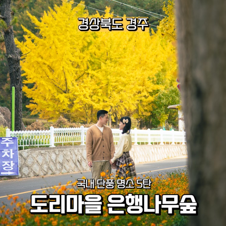  [경상북도] 국내 단풍 명소 5탄, 경주 도리마을 은행나무숲