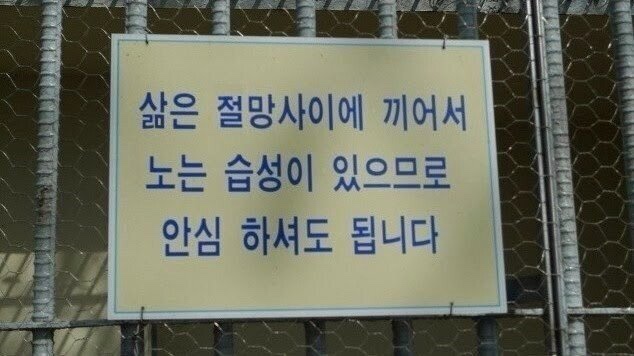  철망 사이에 끼어 있는 삵