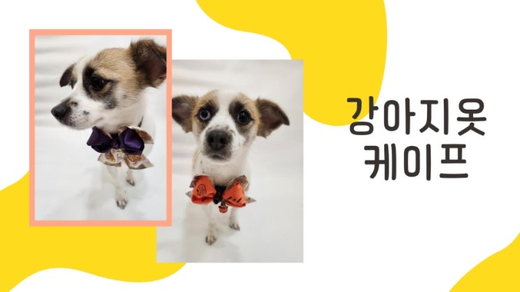 강아지옷, 케이프 할로윈의상으로 멋내기 강아지옷, 케이프 할로윈의상으로 멋내기