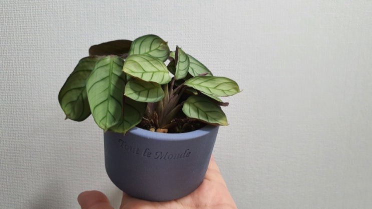  반려식물 칼라데아 크테난테 아마그리스 키우기 그리고 예쁜토분 How to Grow Calathea Ctenanthe amagris (from 생명나무농장카페 리틀장미님)