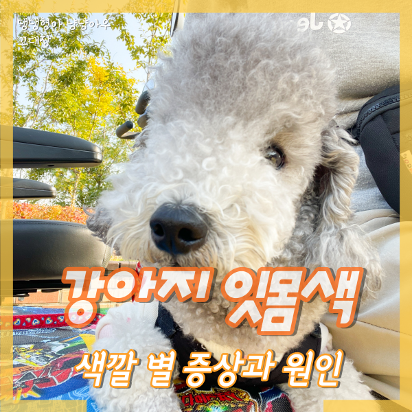 강아지 잇몸색으로 알 수 있는 증상 원인 체크하기