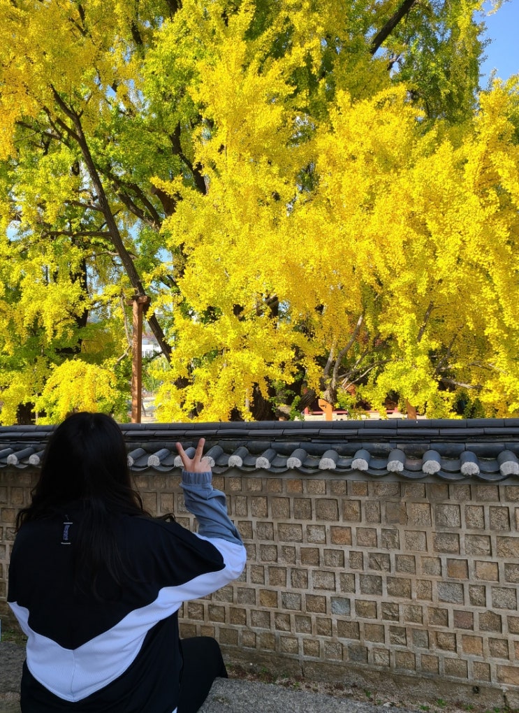 서울 가을 데이트 가볼만한곳 성균관대학교 명륜당 은행나무 (위치, 주차장, 포토스팟)