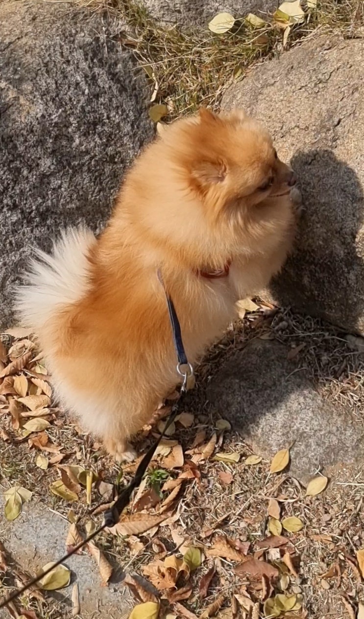  화단에서도 낙엽 밟는 사랑이