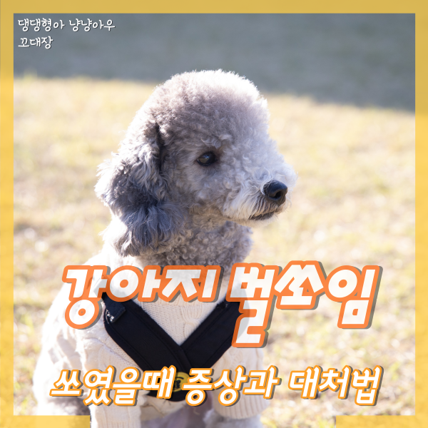  벌에 쏘인 강아지 벌에 쏘였을때 벌쏘임 증상, 어떡해요?