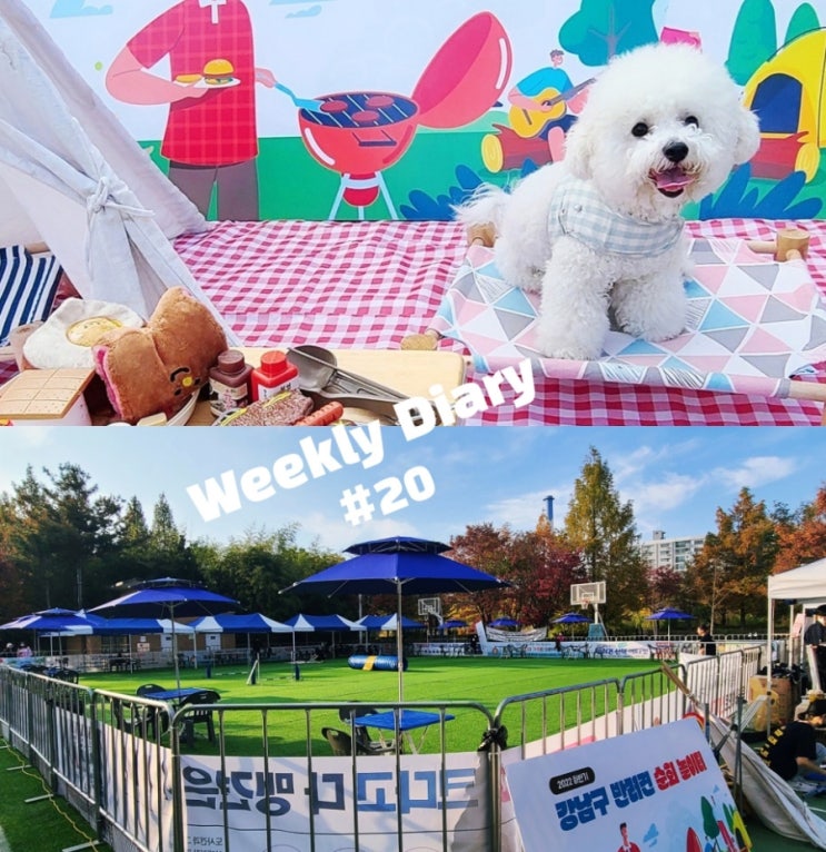 강남구 반려견 순회 놀이터 가기전 알아야 할것 (개포동근린공원,공영주차장 팁)