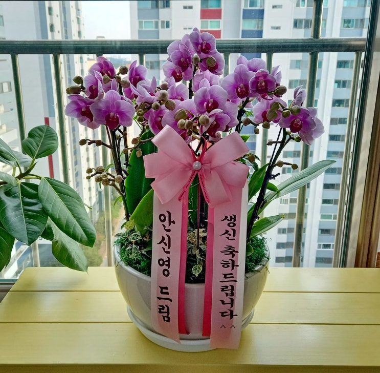  퇴직하신 선배님께 보내드린 생신 축하 호접란[일산 꽃집, 주엽 꽃집, 킨텍스 꽃집, 주엽 플라워]