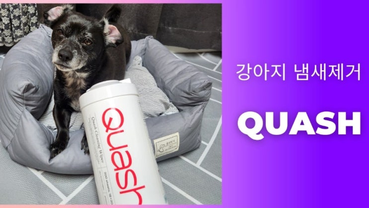 강아지 소변 냄새제거 쿼시 Quash