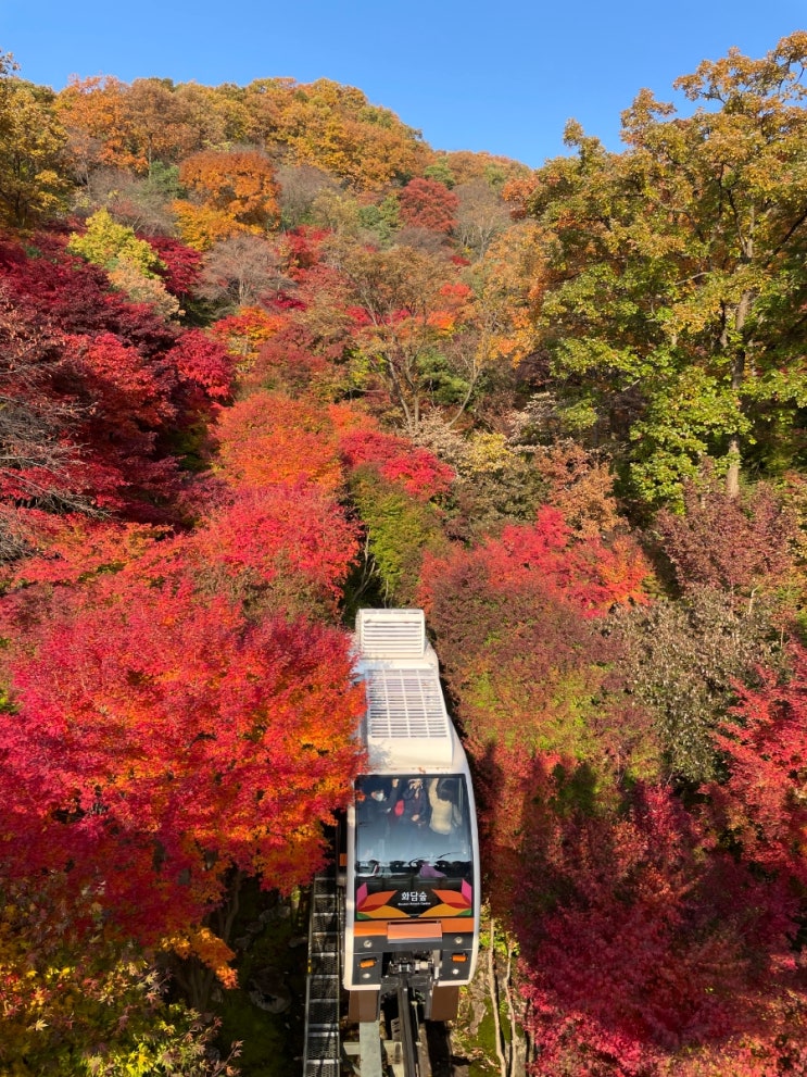  [경기/광주] 화담숲 단풍놀이