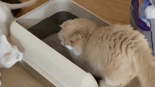  가성비 좋은 마이도미넌트 고양이 모래 추천
