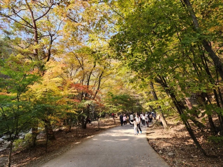  핼러윈이 뭐길래 이태원 참사로 우울한 하루입니다