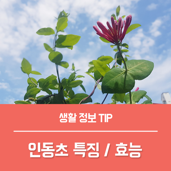  인동초 효능과 금은화 꽃말, 붉은 인동초  특징